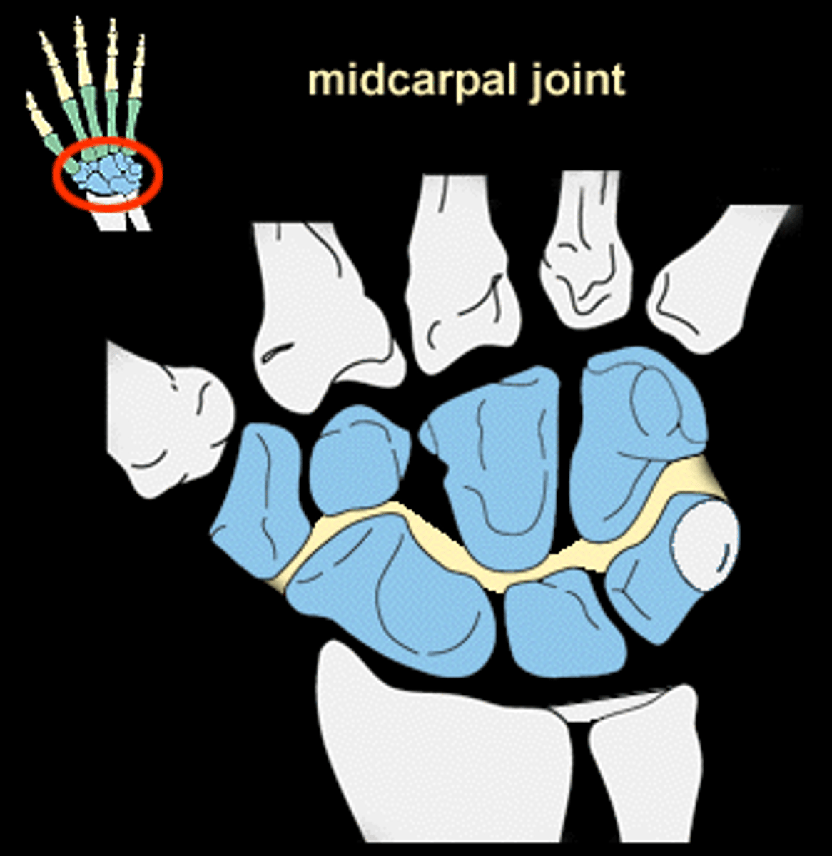 <p>articulation between proximal and distal rows of carpal bones; collectively contribute and support the motion occurring at the radiocarpal joint</p>