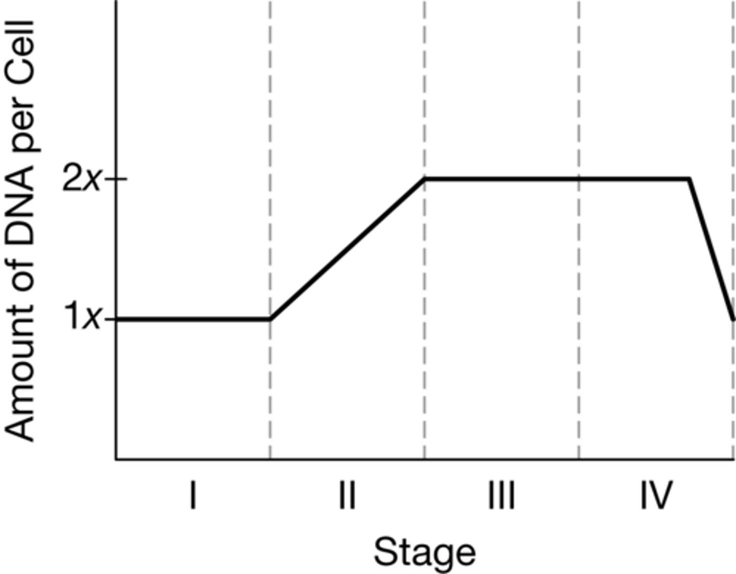 <p>B. Synthesis of sufficient DNA for two daughter cells occurs in stage II.</p>