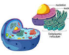 <p>This cell structure uses protein sythesis to convert MRNA into proteins for the cell.</p>