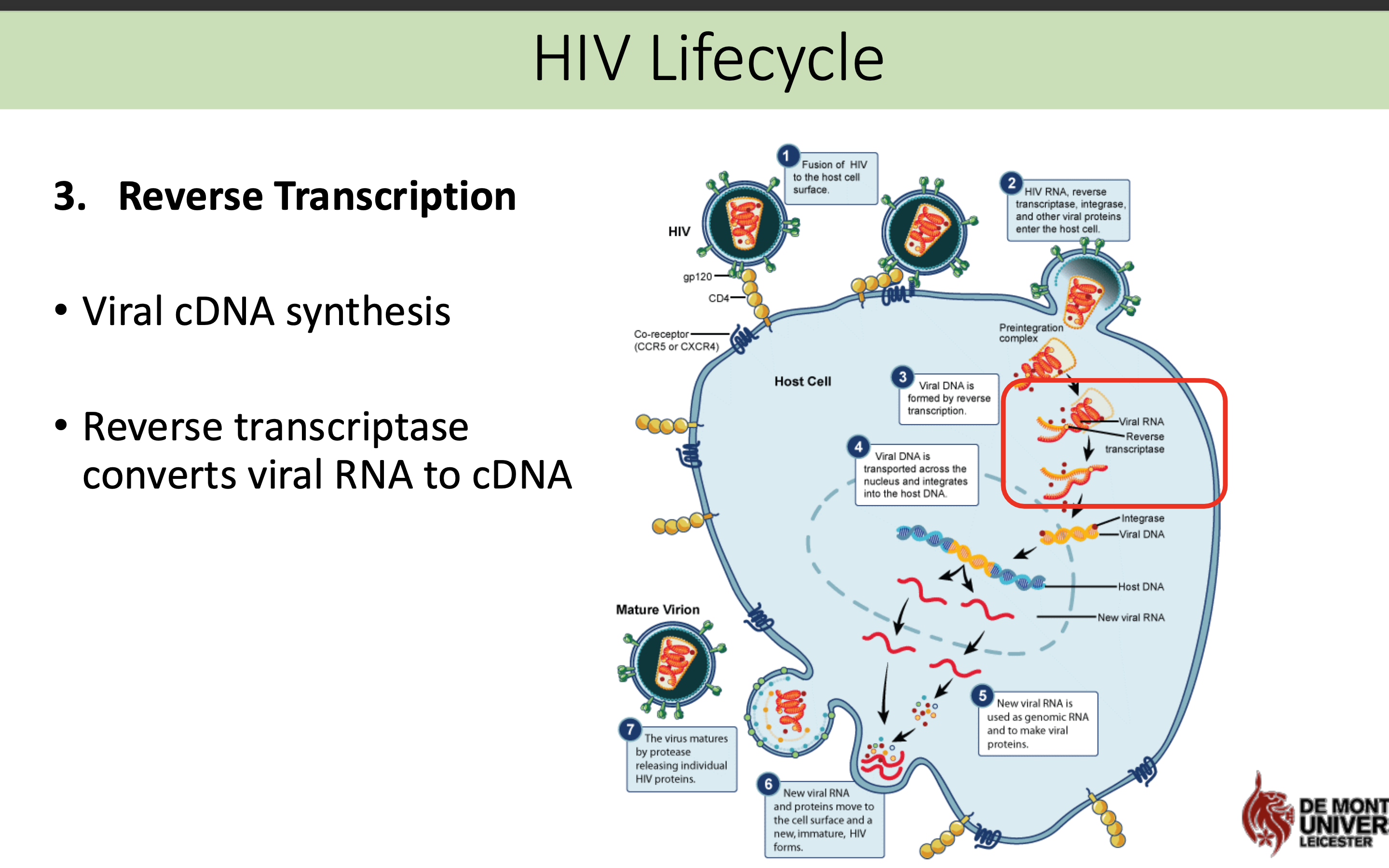<p>Viral cDNA synthesis</p><p>Reverse transcriptase <span>converts viral RNA to cDNA </span></p>