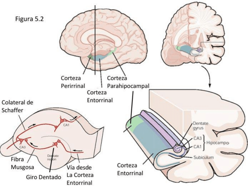 <p>corteza entorrinal</p>