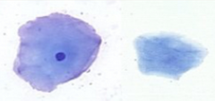 <p>Superficial cells</p>