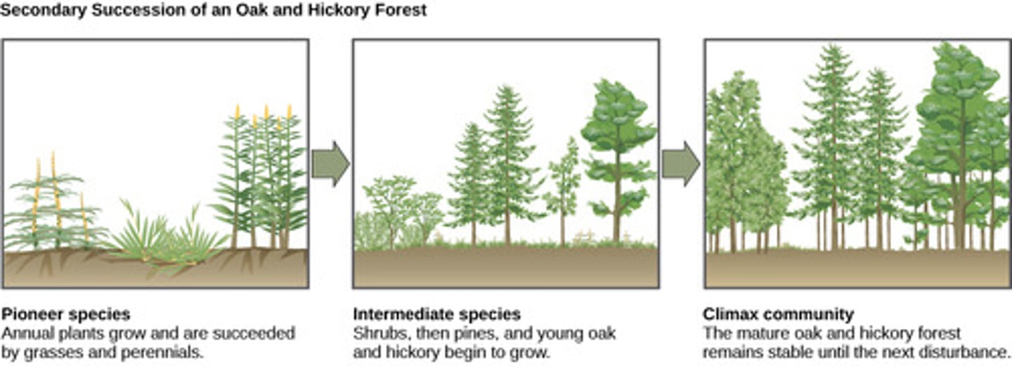 <p>secondary succession</p>