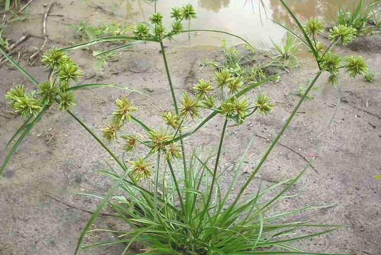 <p>Cyperus</p>