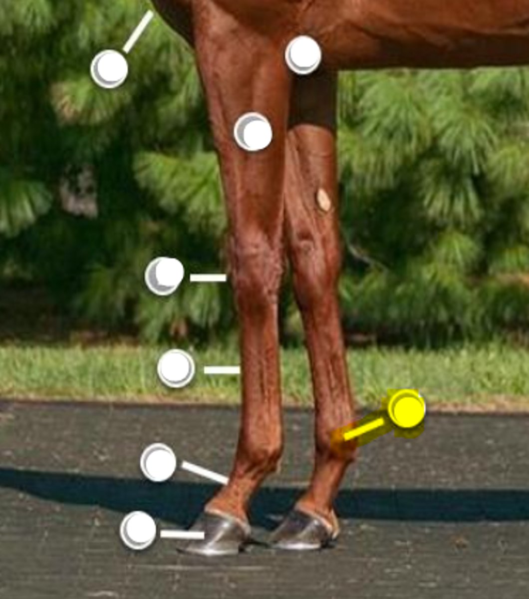 <p>What is body part is indicated on the image</p>