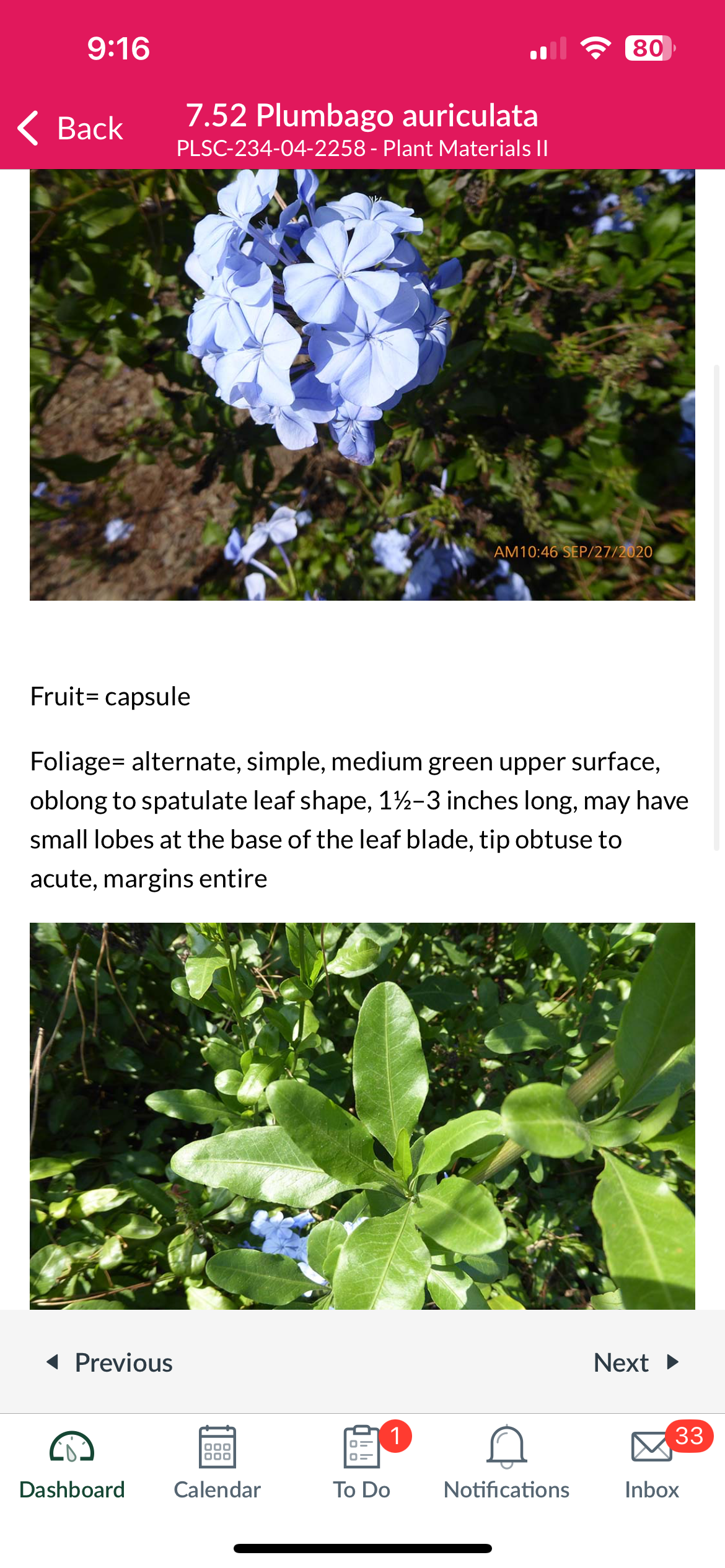 <p>Plumbago auriculata</p>