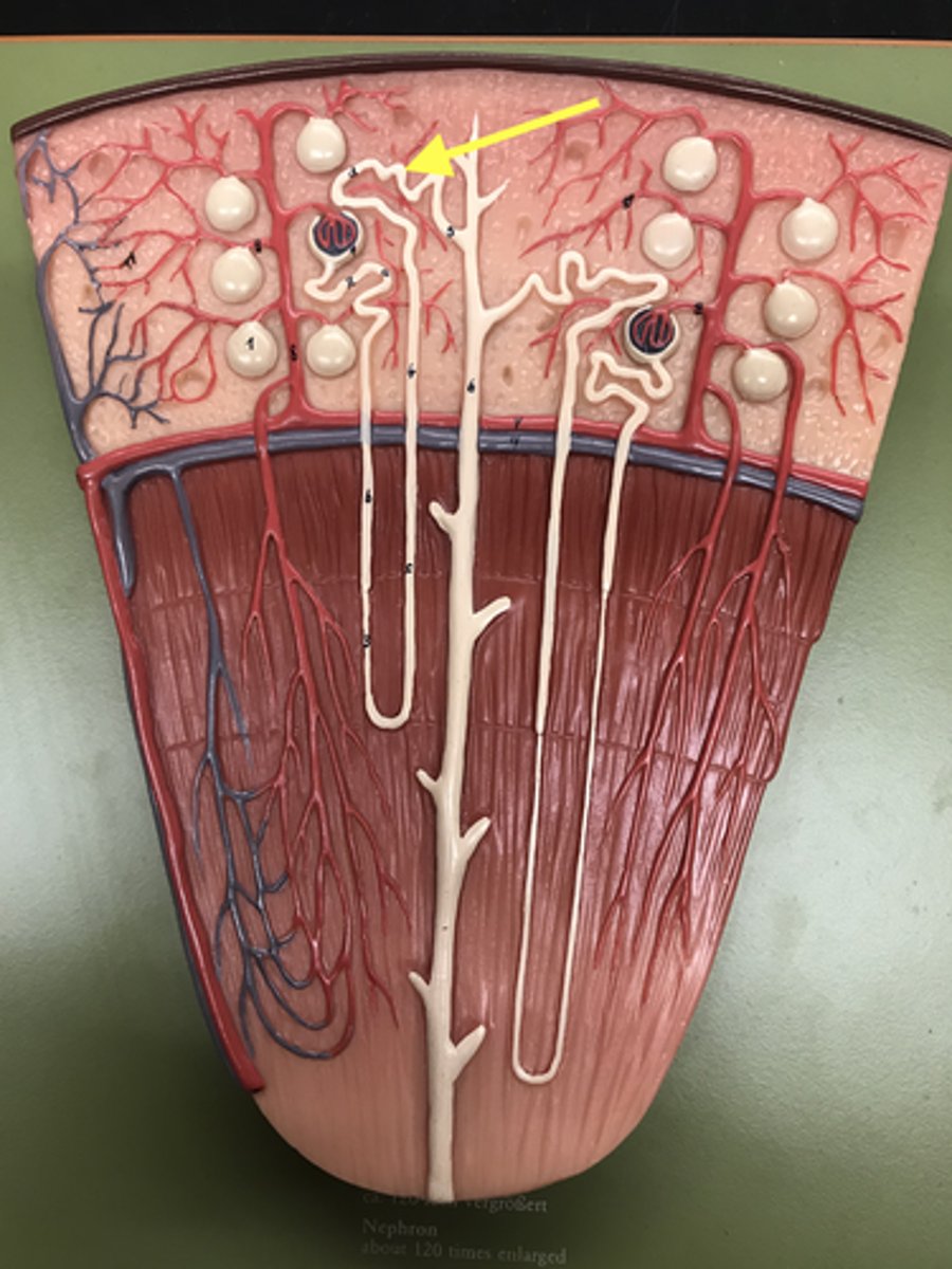 <p>Part closest to the collecting duct (farther from the corpuscles)</p>