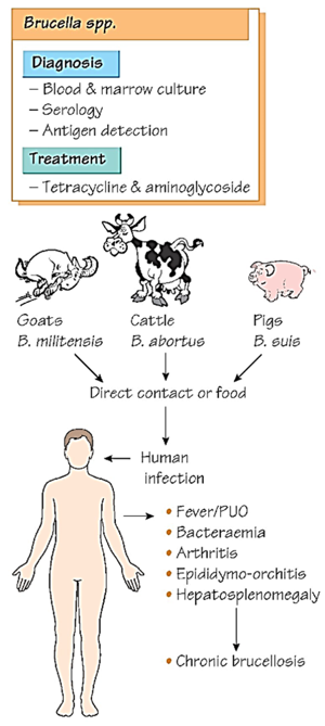 <p><strong>Gram-negative bacteria</strong> that cause <strong>brucellosis</strong>, an infection that spreads from animals to humans. People get infected by <strong>eating contaminated dairy products, handling infected animals, or inhaling the bacteria</strong>.</p>