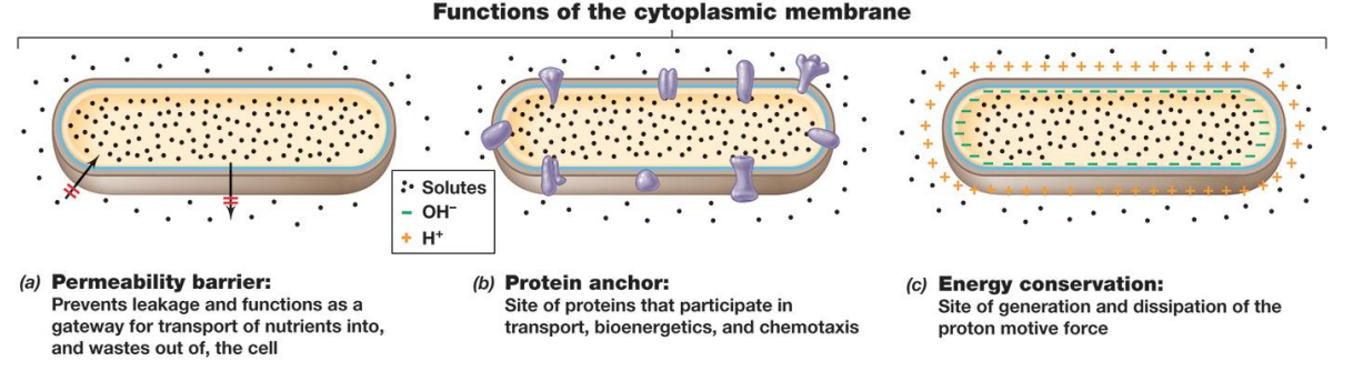 <p>– permeability barrier </p><p> <span data-name="black_small_square" data-type="emoji">▪</span> Polar and charged molecules must be transported. <span data-name="black_small_square" data-type="emoji">▪</span> Transport proteins accumulate solutes against the concentration gradient.</p><p> – protein anchor: Holds proteins in place. </p><p>– energy conservation and consumption</p><p> <span data-name="black_small_square" data-type="emoji">▪</span> Generation of proton motive force→ (ATP production ,ATP synthase)</p>