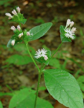 Family: Asteraceae

Common: elephant foot

Range: Native 

Habitat: Sandhill

Bark: Herbaceous 


Leaves: Simple & basal rosettes, often have pubescence