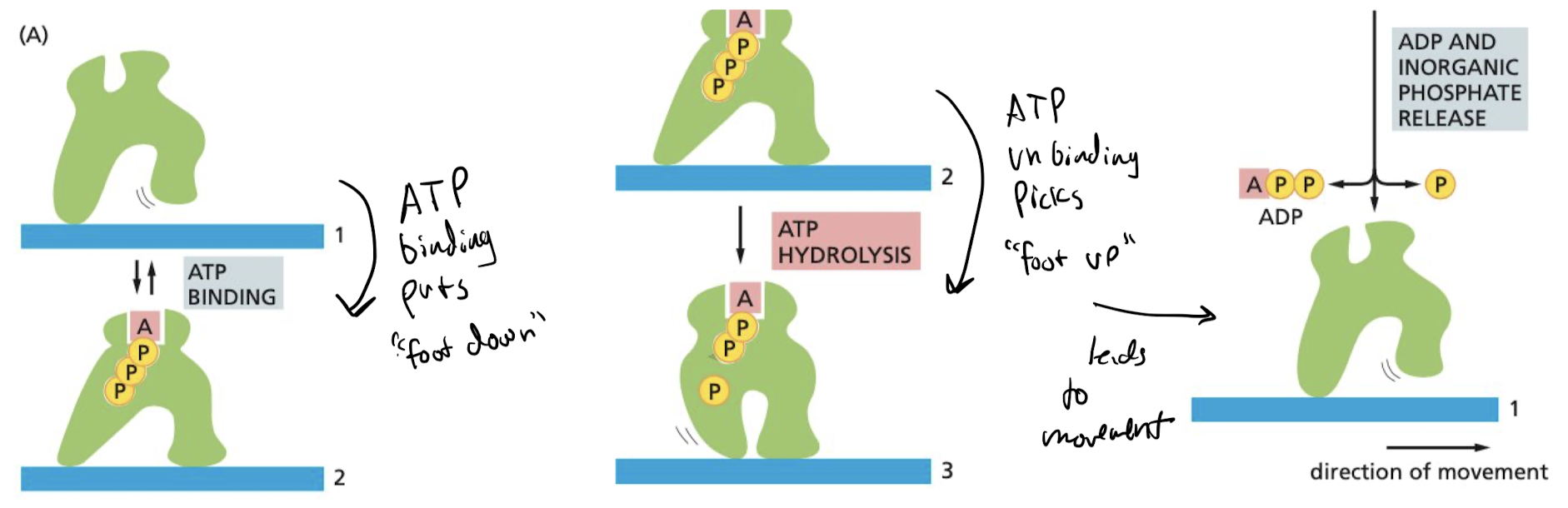 binding of ATP → ATP hydrolysis → “foot picks up” → release of ADP allows for movement forward 