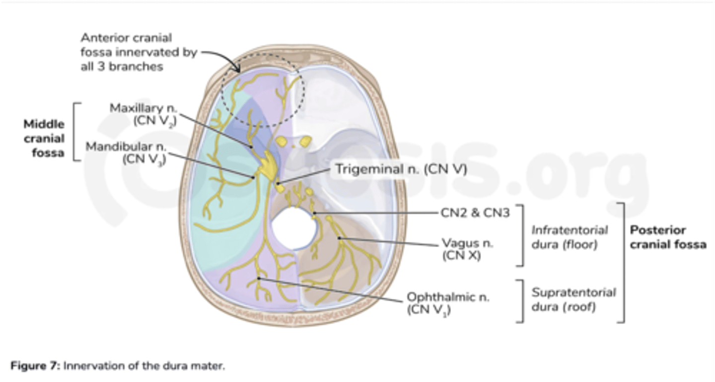 <p>Ophthalmic division of the trigeminal nerve</p>