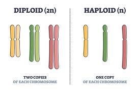 <ul><li><p>Diploid: 2n </p></li></ul><p>(2 sets of chromosomes, Mother &amp; Father) </p><ul><li><p>Haploid: n</p></li></ul><p>(1 set of chromosomes, genetically different) </p><p></p>