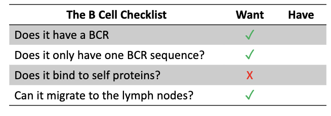 <ul><li><p>B cell must express <strong>one BCR sequence → one antigen specificity</strong>.</p></li><li><p>Prevents a single B cell from making antibodies with <strong>mixed specificities</strong>.</p></li><li><p>If a second specificity recognized <strong>self</strong>, infection-triggered activation could drive <strong>autoantibody production</strong> → dangerous self-attack.</p></li><li><p>B cells with self-reactive BCRs must be <strong>removed</strong>.</p></li><li><p>Functional B cells must also be able to <strong>traffic to lymph nodes</strong> and respond to activation signals.</p></li></ul><p></p>