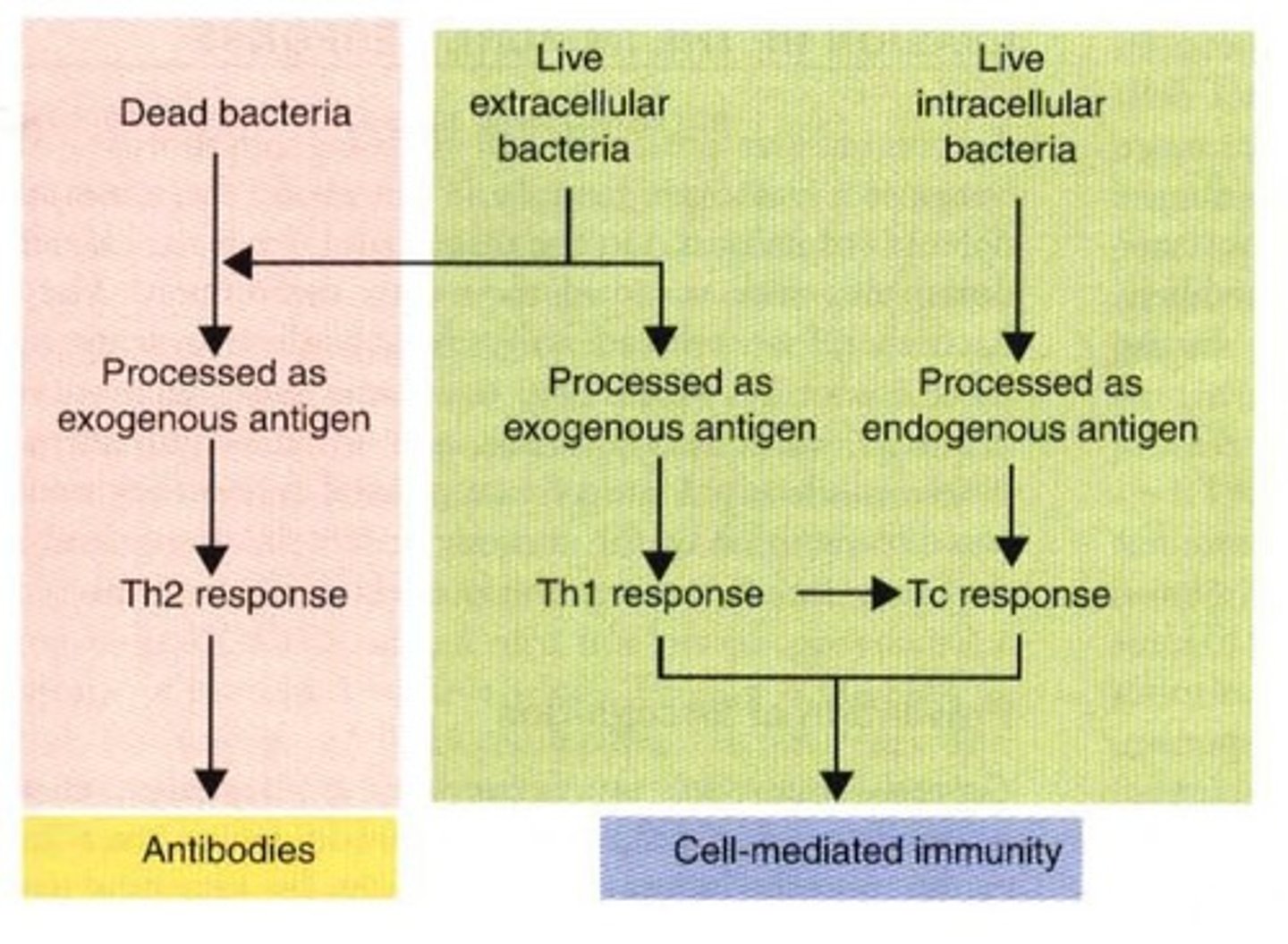 <p><span>Differential stimulation of helper T cell populations</span></p>