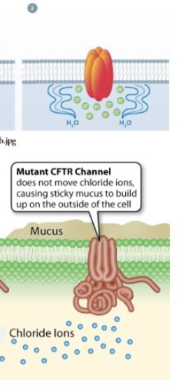 <ul><li><p>no chloride ion transport —&gt; water remains inside cell </p></li><li><p>intestines and airways dehydrated —&gt; bacteria replicate in mucus as it replicates —&gt; can cause life threatening bacterial disease</p></li></ul><p></p>