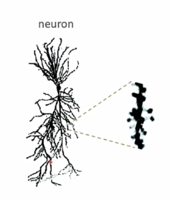 <p>cellichaam, allemaal dendrieten, met spines = synapsen </p><p>heel complex netwerk </p>