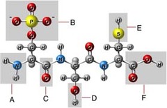 <p>A functional group is a distinctive group of atoms that play a large role in determining the chemical behavior of the compound they are a part of. In amino acids, functional groups include the carboxyl group and the amino group.</p>