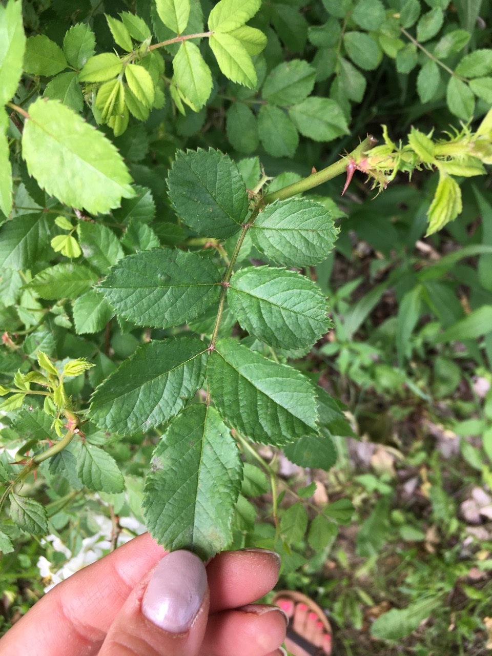 <p>Multiflora rose</p>