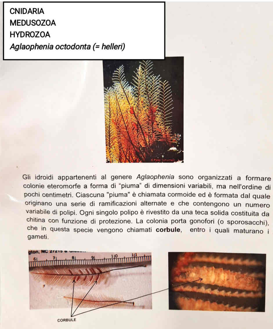 <p>Medusozoa</p><p>Hydrozoa</p><p><em>Anglaophenia octodonta (=helleri</em>)</p>