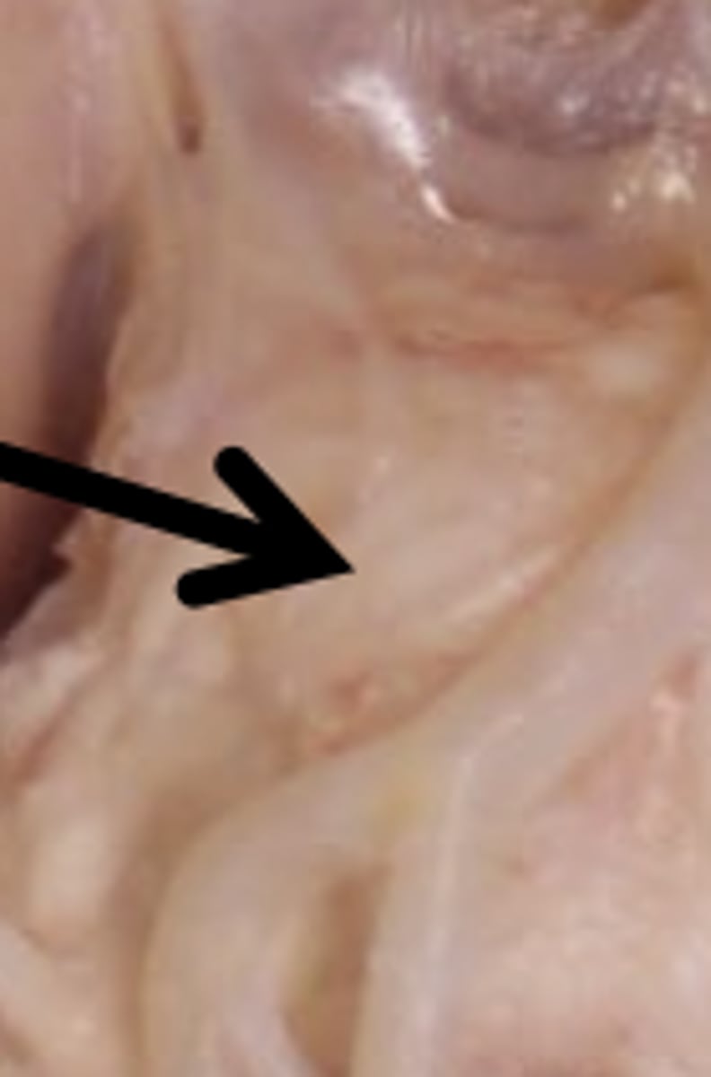 <p>(bridge) relays information between brainstem, cerebellum</p>