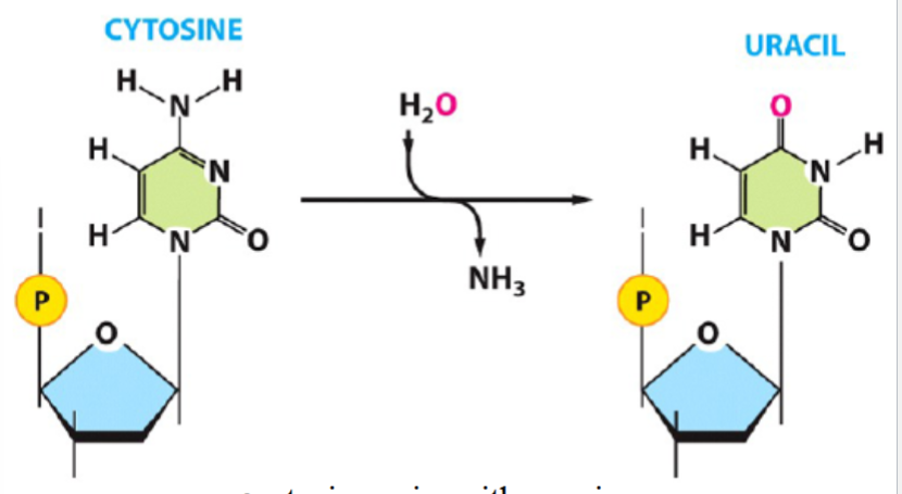 <p>e.g. cytosine deamination</p><p>amino group (NH2) of a base (e.g. cytosine) is removed and replaced by a carbonyl (cytosine) (with addition of water, to yield NH3)</p><p>uracil then pairs with adenine (instead of normal cytosine-guanine pair)</p>