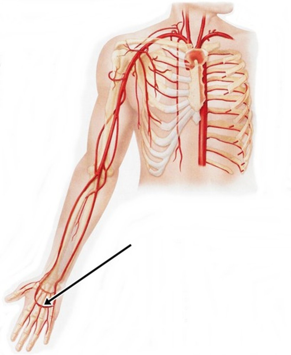 <p>connects radial and ulnar artery in hand, gives rise to digital arteries to the fingers</p>
