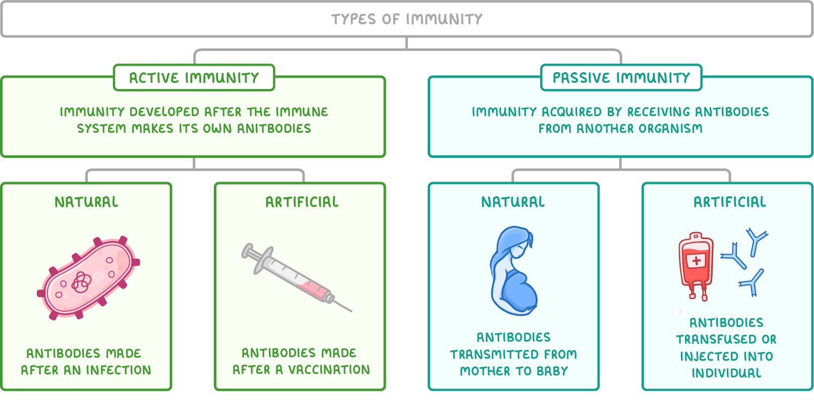 <p>immunity developed after immune system makes its own antibodies following vaccination </p>
