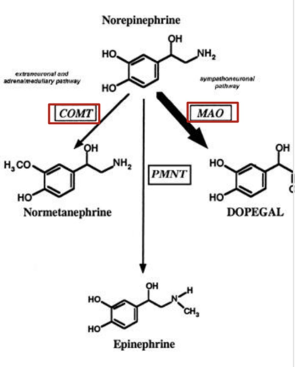 <p>Inhibits COMT metabolism of norepinephrine</p>