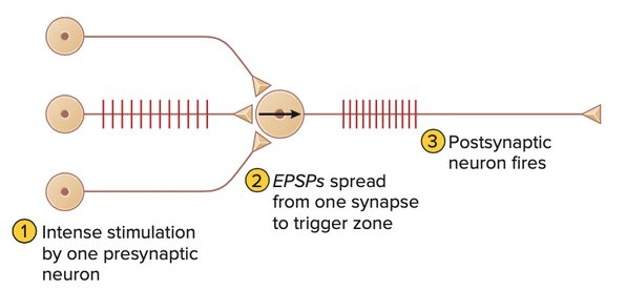 <p>additive effect produced by many epsp generated at the same synapse by a series of high frequency ap on the presynaptic neuron. <strong>One neuron fires repeatedly.</strong></p>