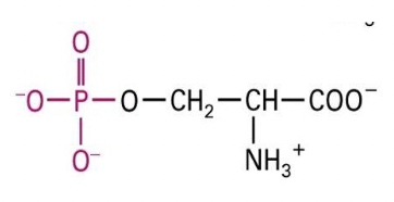 * transfer of a phosphate group from ATP to the -OH group of serine, tyrosine, or threonine by kinases
* removal of phosphate group by phosphatase
* can activate and deactivate proteins by changing the ability of the protein to interact with a substrate