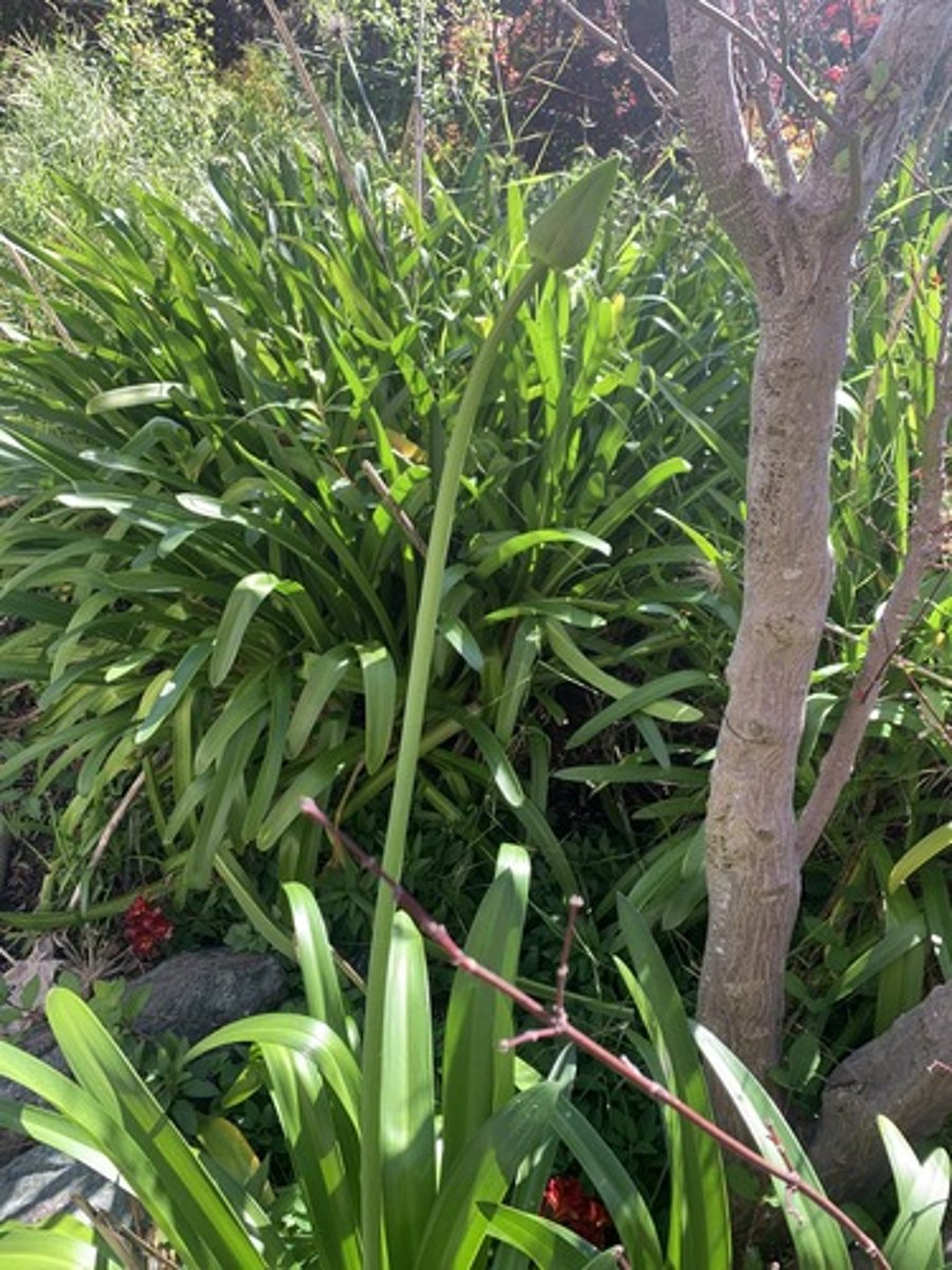 <p>Flowers form a whorled ball like structure and purple, the flower bud is an almond shape, with long broad leaves and a subtle point, very slimy and a soft rubbery feel</p>