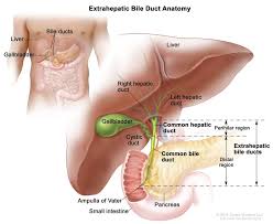 <p>R&amp;L hepatic ducts </p><p>Common hepatic duct </p><p>Common bile duct </p><p>Pear-shaped gallbladder </p><p>Cystic duct </p>