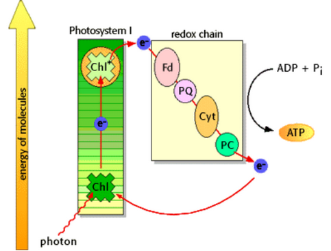 <ul><li><p>is another way to produce ATP during the light-dependent reactions</p></li><li><p>proceeds only when light is not a limiting factors</p><ul><li><p>and when there is an accumulation of NADPH</p></li></ul></li></ul><p></p><p>Occurs in three steps</p>
