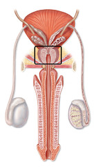 <p>The gland in males that controls the release of urine and secretes a part of semen that enhances motility and fertility of sperm.</p>