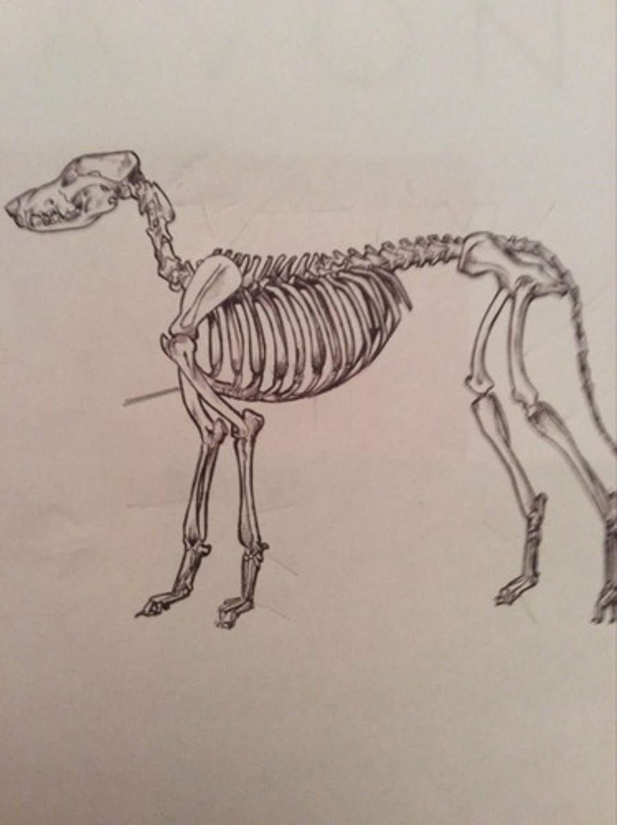 <p>upper arm bone, has head, greater tubercle, condyles (trochlea and capitulum), epicondyles, and olecranon fossa</p>