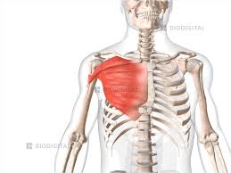 <p>medial ½ of the clavicle, sternum, and cartilage of the 1-6 ribs</p>