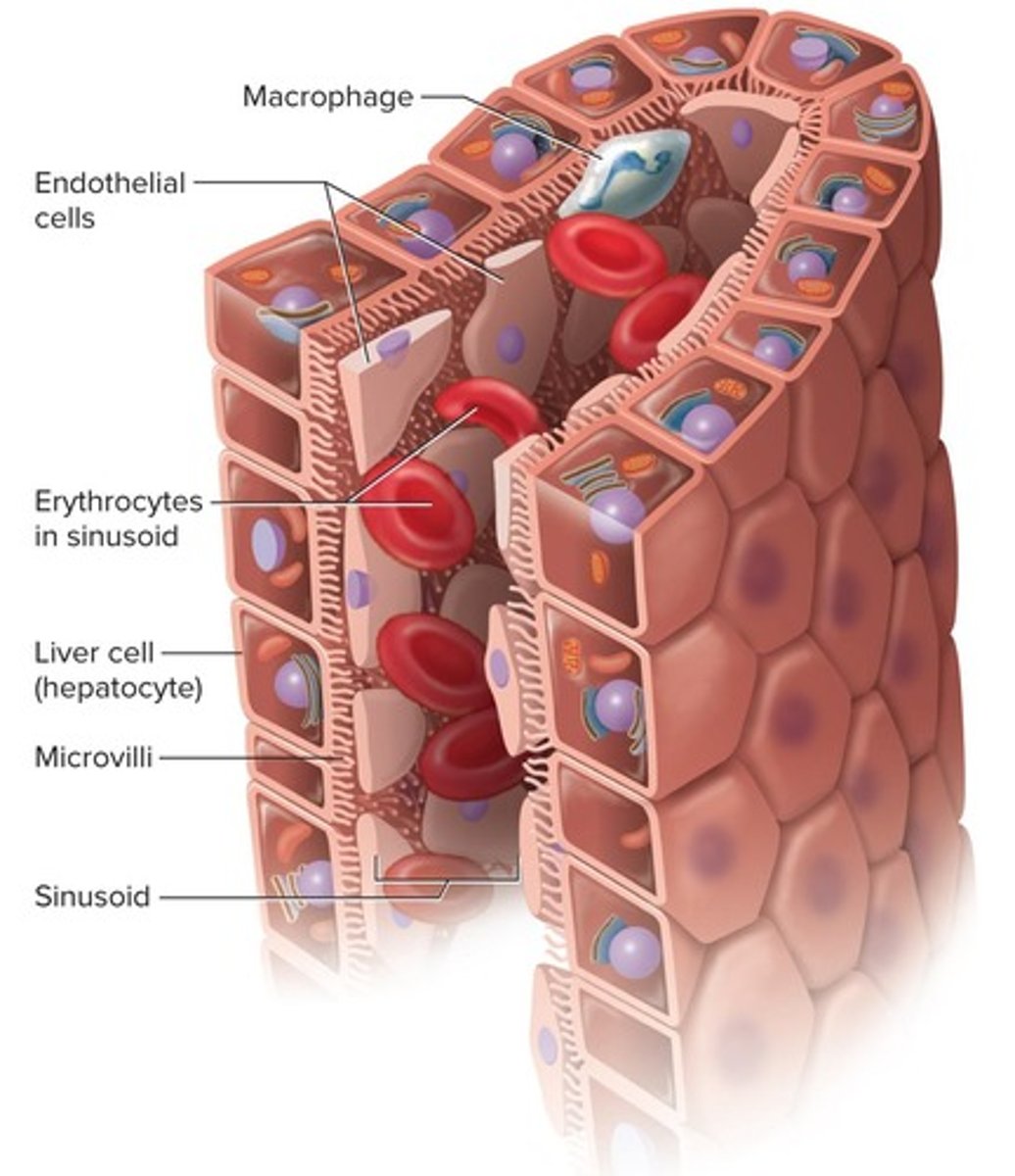 <p>Irregular blood-filled spaces in the liver and spleen that allow larger molecules to enter circulation.</p>