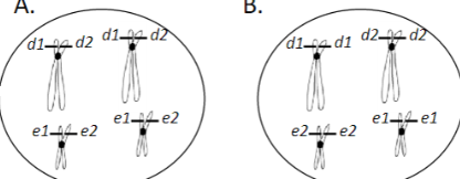 Suppose an individual has the genotype d1/d2; e1/e2. What should their chromosomes look like immediately after DNA replication?