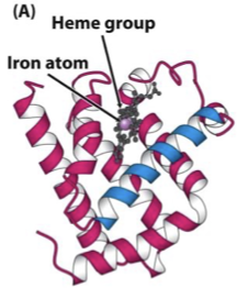 <ul><li><p>single polypeptide chain of globular proteins, tertiary structure</p></li><li><p>O<sub>2</sub> storage (primarily muscle tissue)</p></li><li><p>Contains one haeme prosthetic group, <u>binds one O<sub>2</sub> molecule</u> - high affinity</p><p></p></li></ul><p></p>