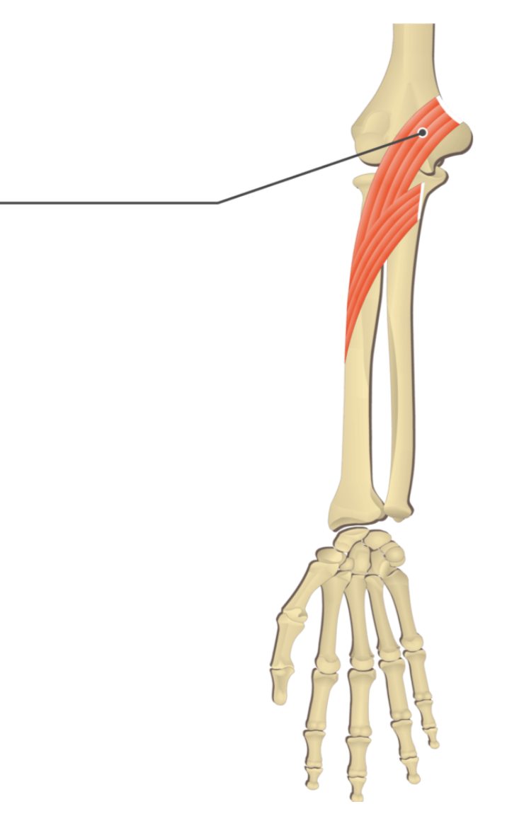 <p></p><p>origin: medial epicondyle of humerus and coronoid process of ulna</p><p>insertion: radius</p>