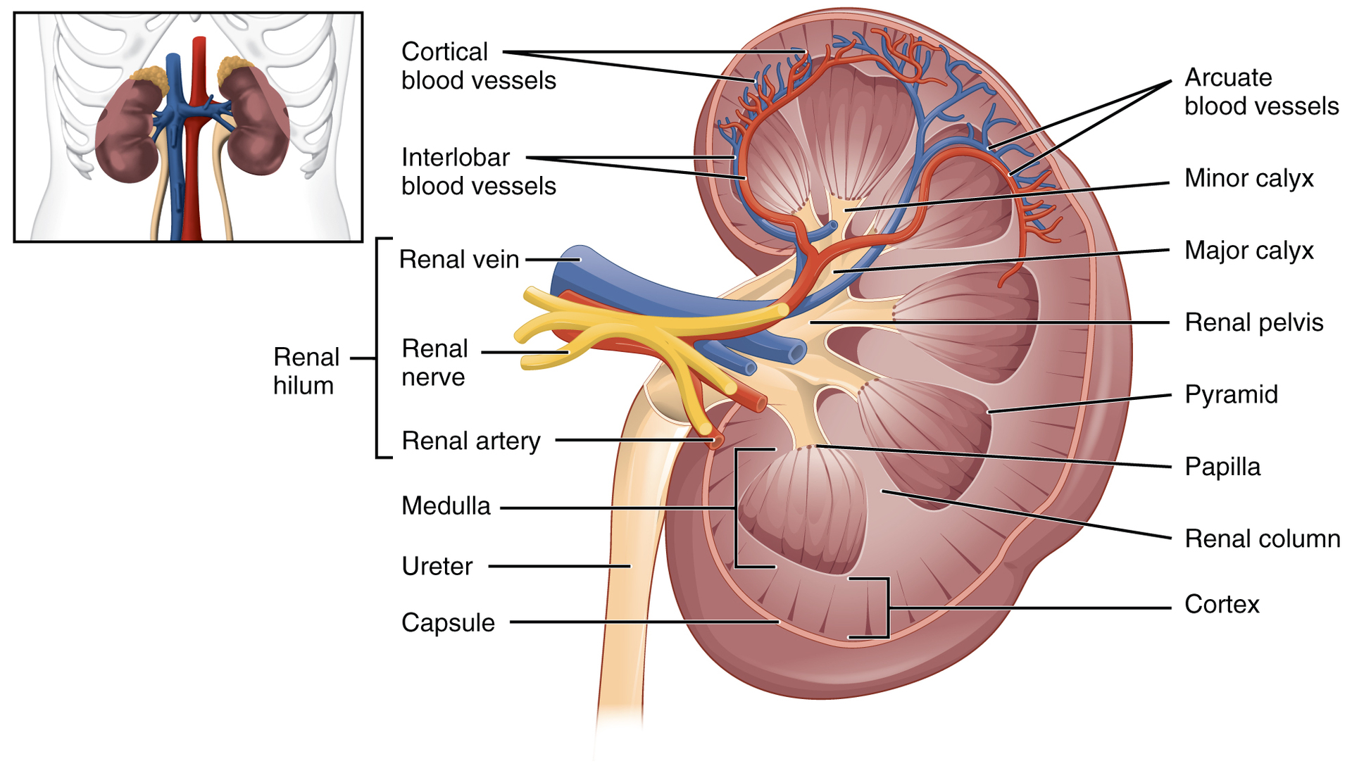 <p><strong>Q:</strong> What covers the kidneys directly?</p>