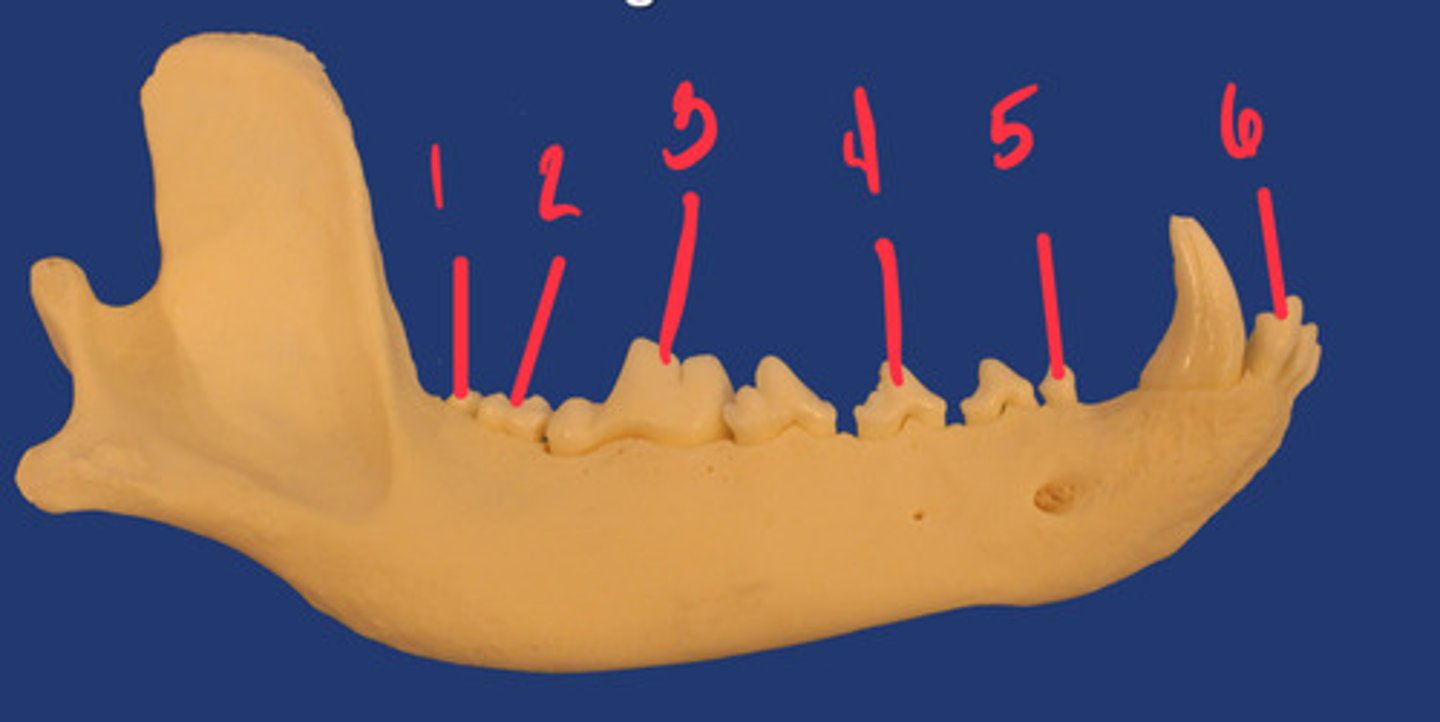 <p>What is the number according to the triadan system for 5? How many roots does it have and what animal is this?</p>