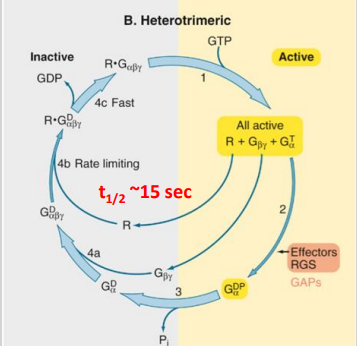 <p><strong>G-proteins act as timers</strong></p><ul><li><p>The duration of signalling by the activated G protein is regulated by the rate of <strong>GDP hydrolysis</strong> by the ⍺ subunit.</p></li></ul><p><strong>RGS (Regulators of G-protein Signalling) proteins</strong> stimulate <strong>GTPase activity</strong> in the ⍺ subunit, speeding up the conversion of <strong>GTP to GDP</strong>, thereby <strong>terminating</strong> the signal.</p>