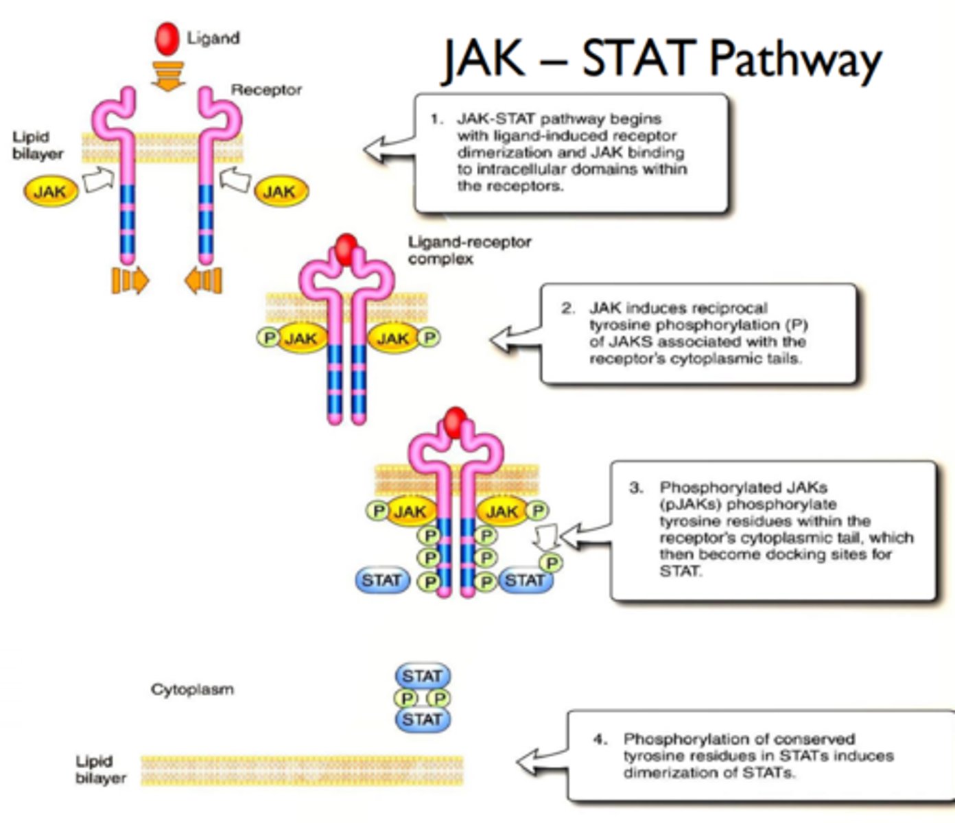 <p>phosphorylates STAT</p>