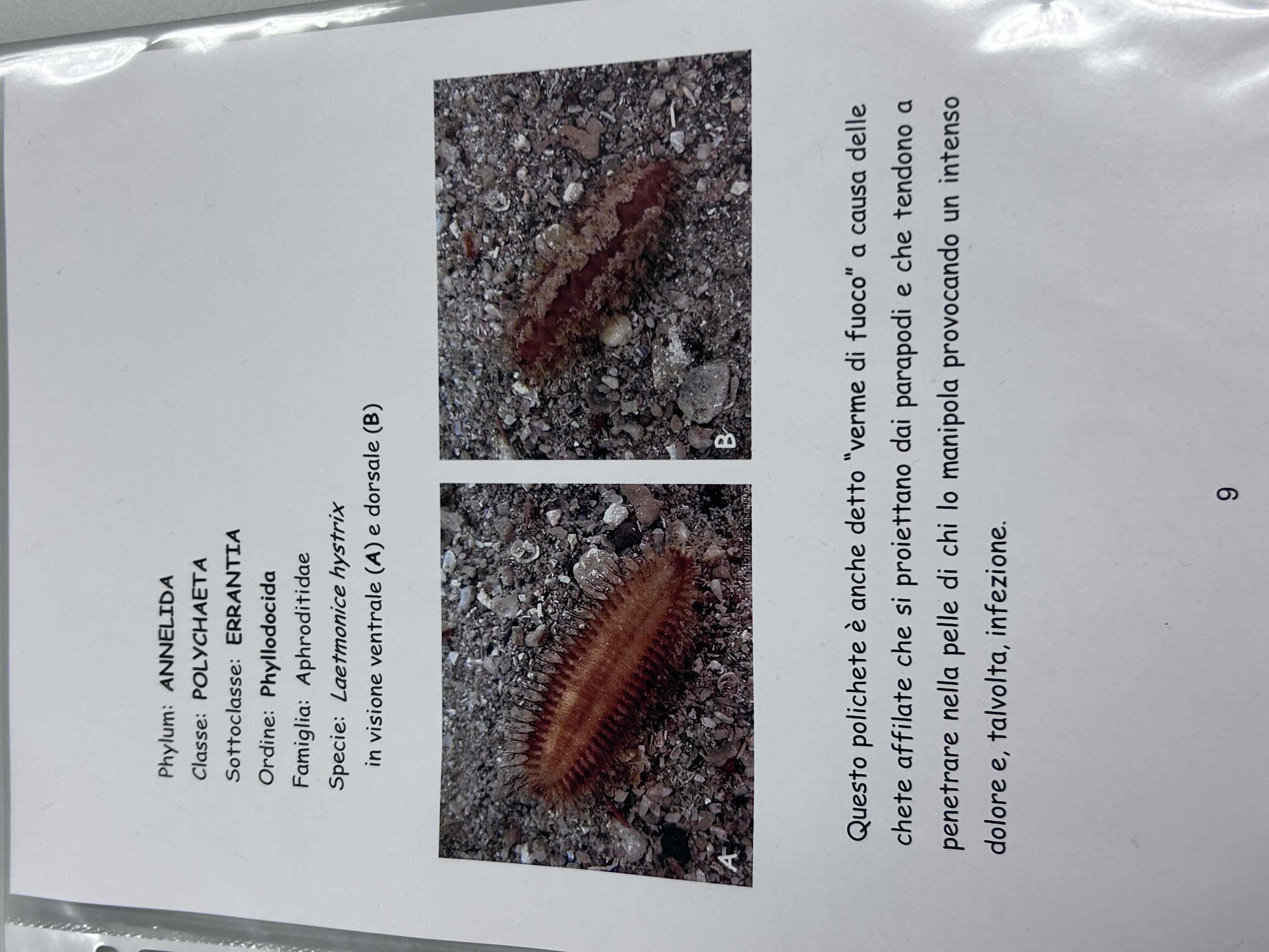<p>Anellidi </p><p>Policheti erranti</p><p>Verme di fuoco </p>