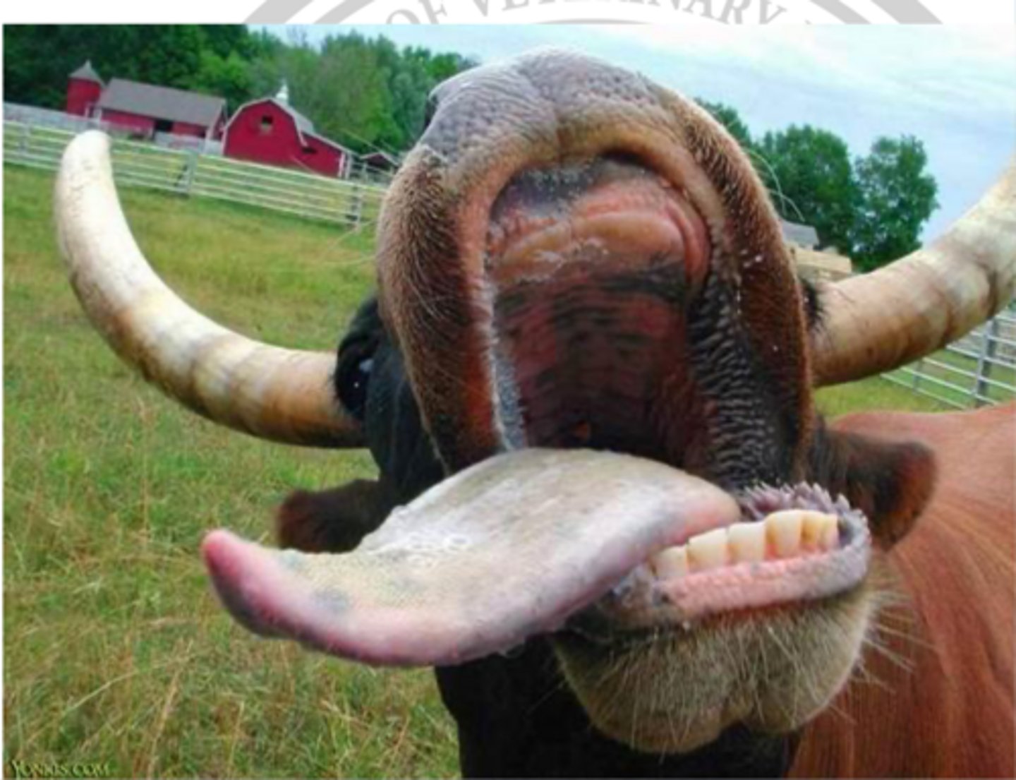 <p>the proper oral cavity is considered....</p>