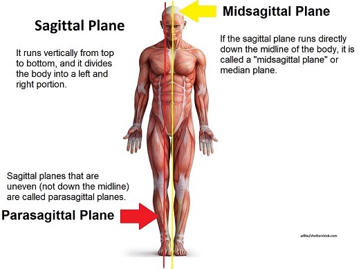 <p>para means near so a plane that is near the half but not exactly midsaggital</p>