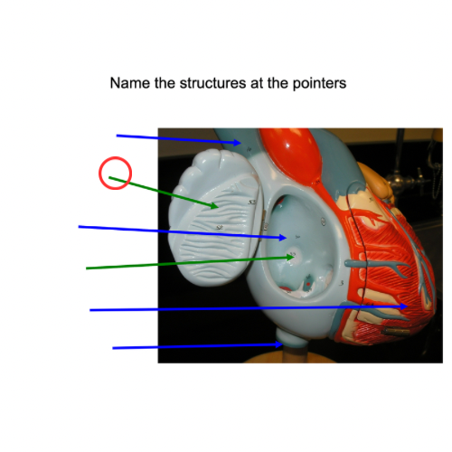 term image