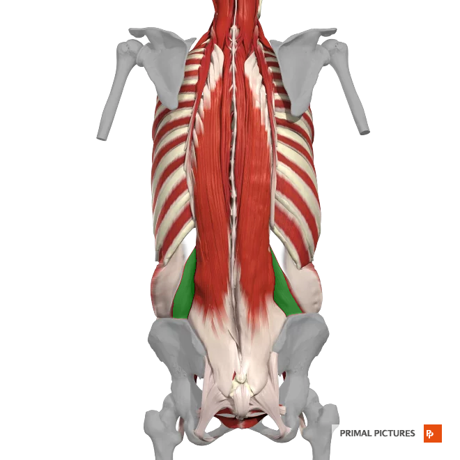 <p>Muscle located in the lower back, connecting the pelvis and the spine. It helps stabilize the spine, maintain posture, and assist in movements like bending and twisting.</p>